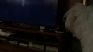Dog Doesn't Like Moving TV Logo