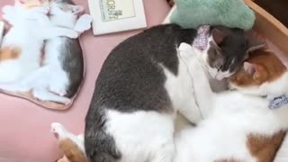 Cute Cat Couple Preciously Nap Together
