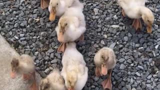 Hungry Ducklings Adorably Follow Owner's Every Move