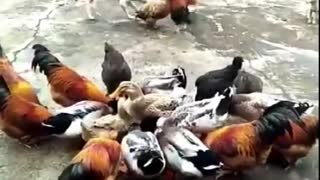 Fighting between Chicken and Dog - Funny Animals - Fight Videos
