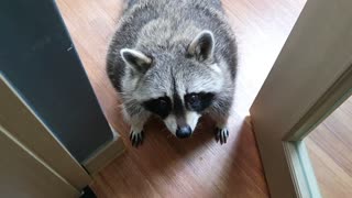 Pet raccoon makes it clear that he wants the door to stay open