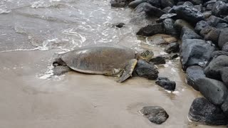 A Sea Turtle Chilling