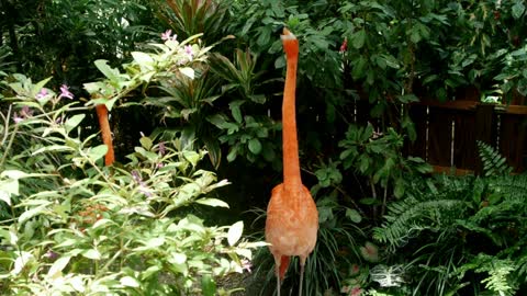 Flamingo bird in a tropical garden - With beautiful music