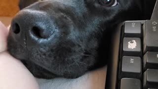 Adorable Lab wants Attention While Working From Home