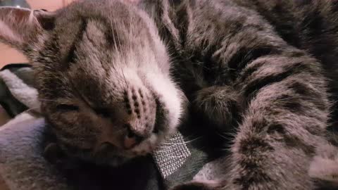 Kitten deep sleep -snoring edition-