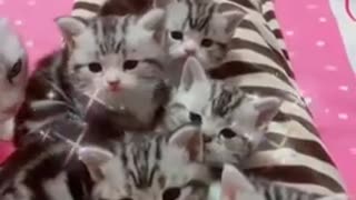 Cute little baby meow meow