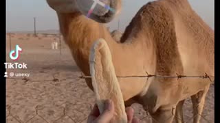 Cute camel eating