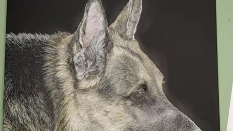 Prince, German Shepherd Portrait - Adding Watercolor