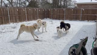 Texas Snow: Dogs are playing in the snow