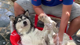 Totally Relaxed Dog Absolutely Enjoys Relaxing Spa Day