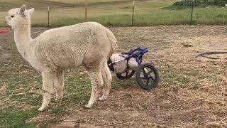 Lamb Who Lost the Use of His Back Legs Gets Shiny New Wheels