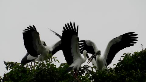 a group of big white bird are fighting