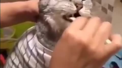 Woman Clean a teeth cat