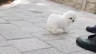 Most Adorable puppy