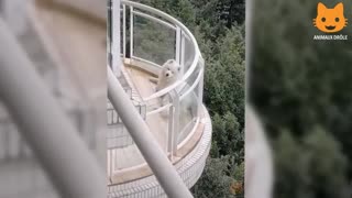 funny and cat dog compilation