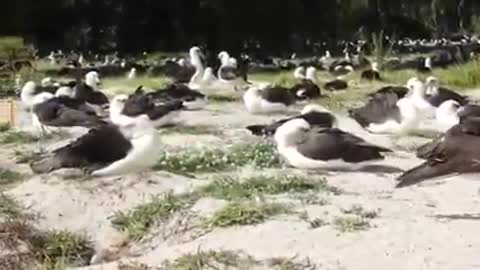 Albatross while dancing