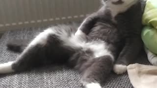 FUNNY CAT SITTING LIKE HUMAN