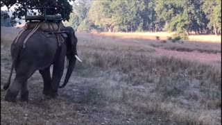 Tiger Attacking Elephant At Bandhavgarh National Park