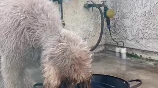Dog Drinks Water in Curious Way