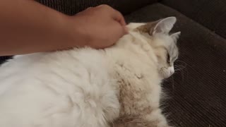Cat Petting Therapy