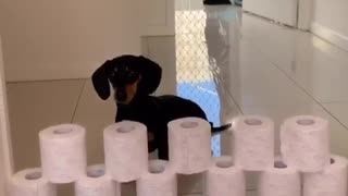 Mini sausage dog does the toilet paper challenge!
