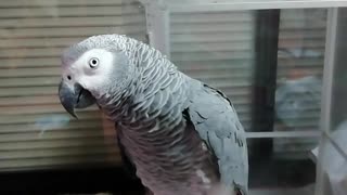 Parrot sneeze with me!