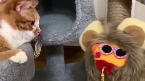 kitty play with toys