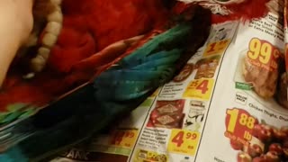 Green Macaw Loves Belly Scratches