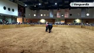 Feria Ganadera - Vacas