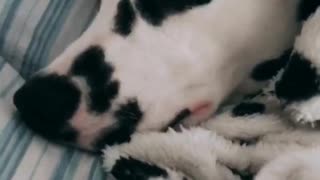 Dalmatian snuggles with perfect dalmatian blanket