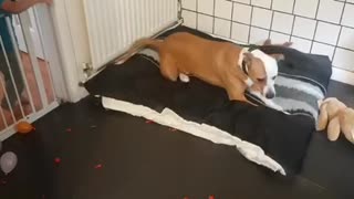 Crazy Dog Obsessed With Popping Every Single Balloon