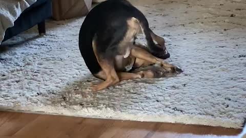Crazy puppy loves to stick his paws in his mouth