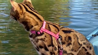 Kayaking With A Bengal Kitty