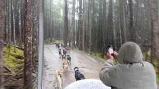 Alaskan Dog Sled Ride