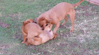 Doggy playtime