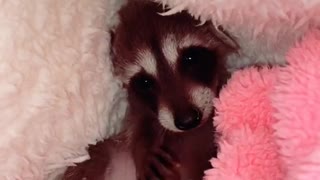 Ruby the Baby Raccoon Nestled in Bed