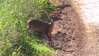 Stag deer crossing road with calf