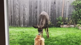Friendly Deer Comes Close to Meet Kitty
