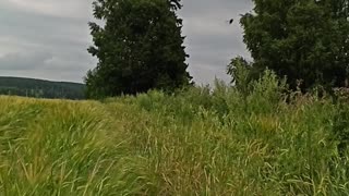 Relaxing video - forest and russian field