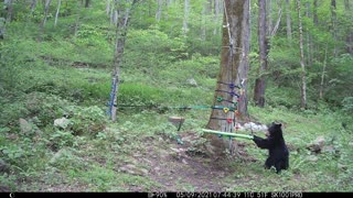 Black Bear Investigates Playground