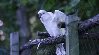a white parrot