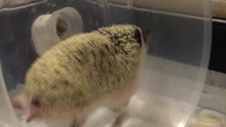 Hedgehog Can Really Run