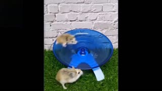 Watch These Pets!! REALLY FUNNY AND CUTE!