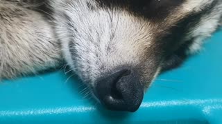 Raccoon is snoring while sleeping.