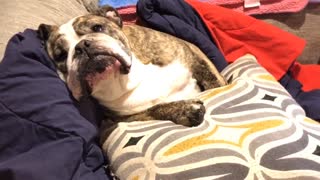 Bulldog throws epic tantrum, mouths off to owner