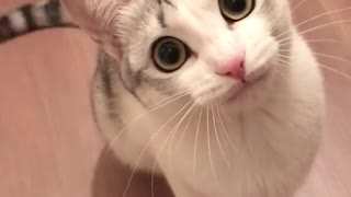 cat with a strange voice