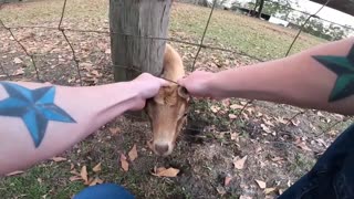 Goat Saved From Being Stuck in Fence