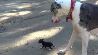 Little Puppy Meets Big Dogs