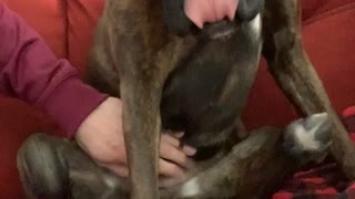 Dog Dances When you Scratch Her Belly