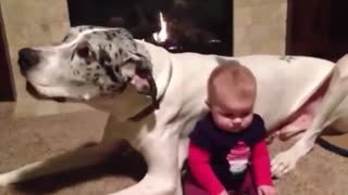 Dogs and babies adorable video | Saimasehar22
